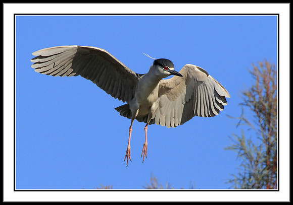 Black-crowned Night Heron