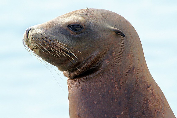 Sea Lion