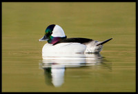 Bufflehead