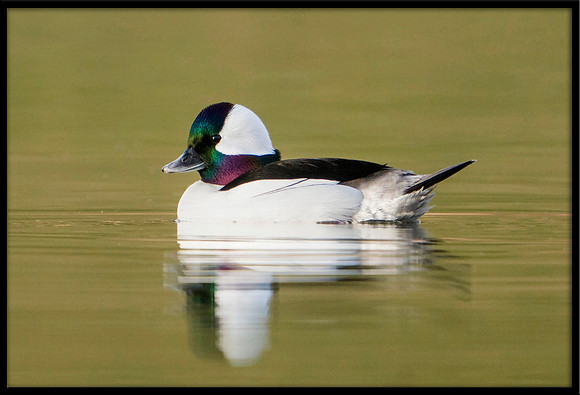 Bufflehead