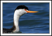Clark's Grebe