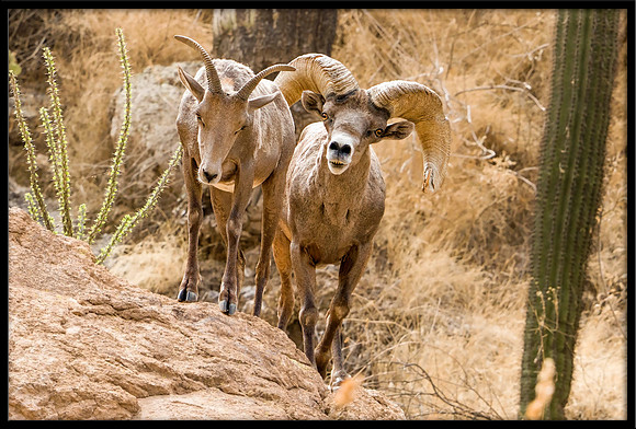 Desert Bighorn