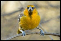 Streak-backed Oriole (f)
