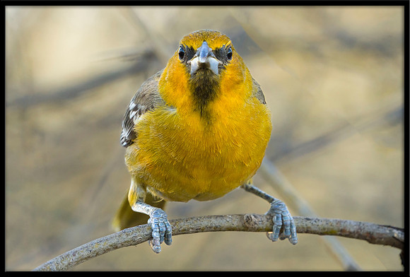 Streak-backed Oriole (f)