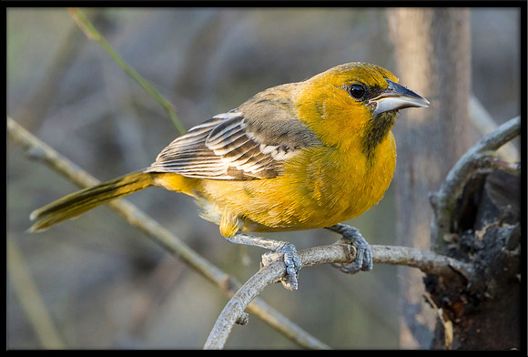 Streak-backed Oriole (f)