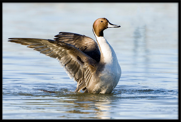 Northern Pintail
