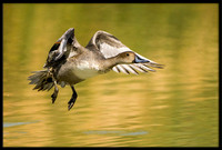 Northern Pintail