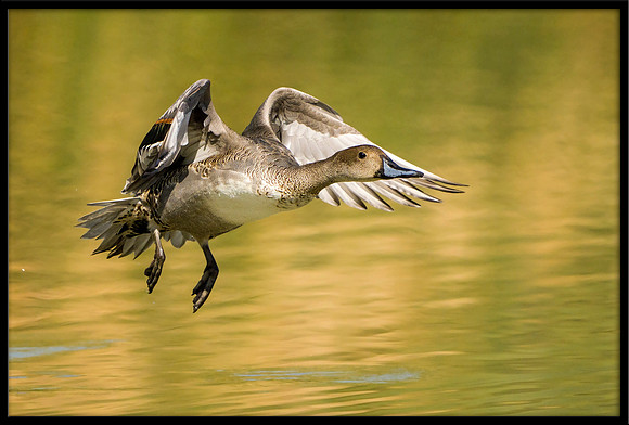 Northern Pintail