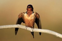 Barn Swallow