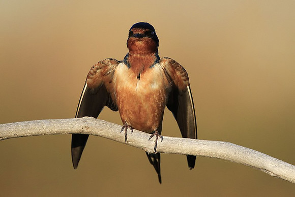 Barn Swallow