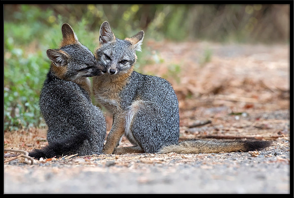 Grey Fox