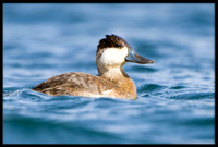 Ruddy Duck