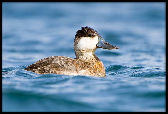 Ruddy Duck