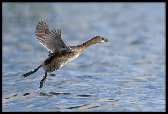 Pied-billed Grebe