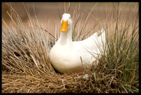 White Pekin Ducks