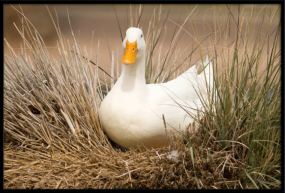 White Pekin Duck