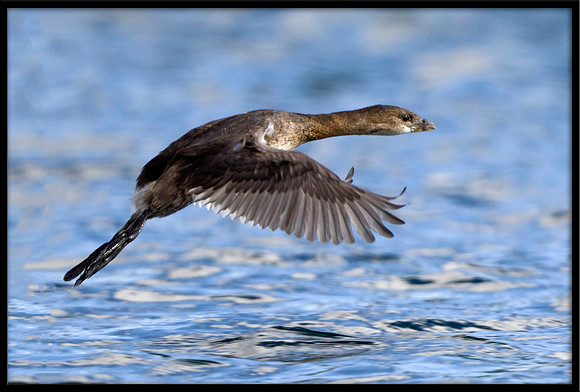 Pied-billed Grebe