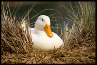 White Pekin Duck