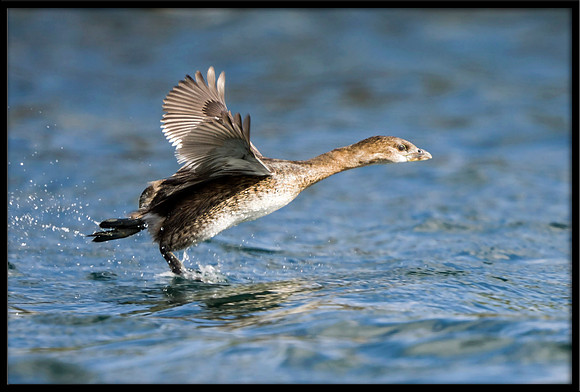 Pied-billed Grebe