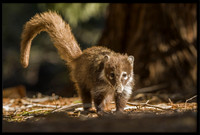 Coati (young)