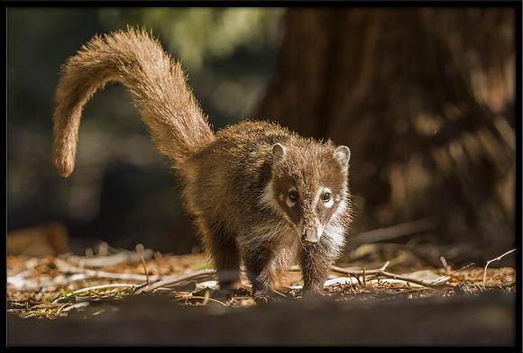 Coati (young)