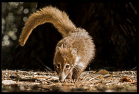 Coati (young)