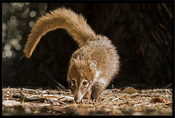 Coati (young)