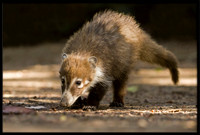 Coati (young)