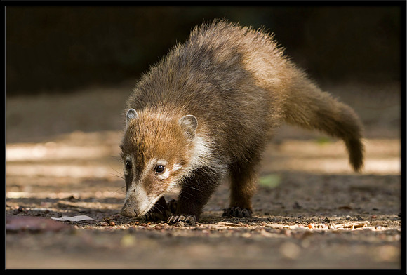 Coati (young)