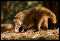 Coati (adult female)