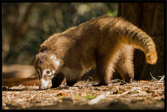 Coati (adult female)