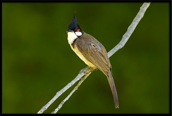 Red-whiskered Bulbul