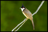 Bulbuls