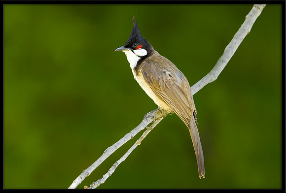 Red-whiskered Bulbul