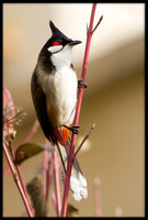 Red-whiskered Bulbul