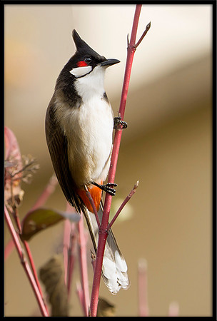 Red-whiskered Bulbul