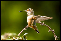 Allen's Hummingbird