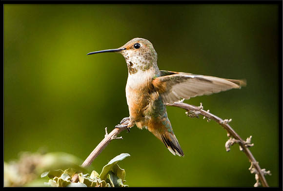 Allen's Hummingbird