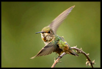 Allen's Hummingbird