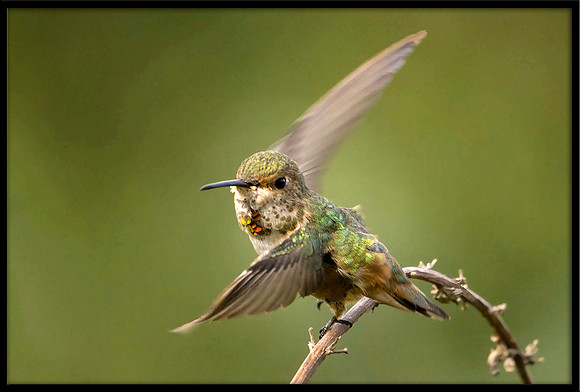 Allen's Hummingbird