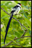 Pin-tailed Whydah