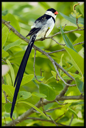 Pin-tailed Whydah