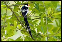 Pin-tailed Whydah