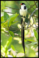 Pin-tailed Whydah