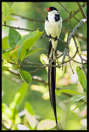 Pin-tailed Whydah