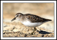 Sandpiper