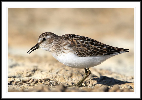 Sandpiper