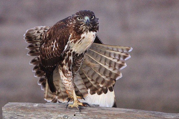 A wary Red-tailed Hawk