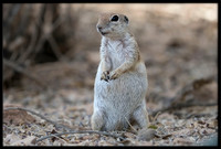 Round-tailed Ground Squirrel