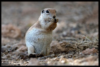 Round-tailed Ground Squirrel